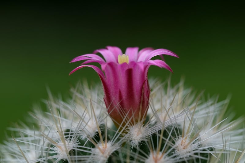 Cactus in a colorful pot