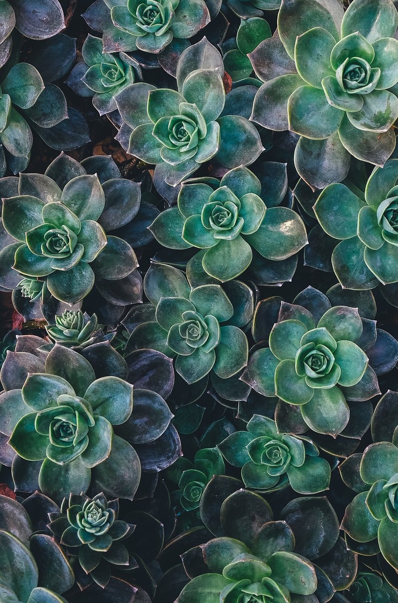 Succulent garden